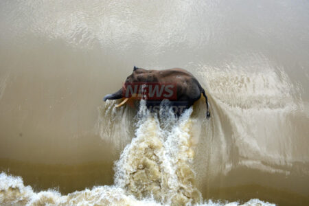 World Elephant Day :Photo By-Sai Saswat Mishra